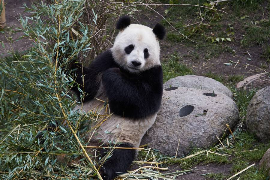 Hoy se conmemora el Día Internacional del Oso Panda