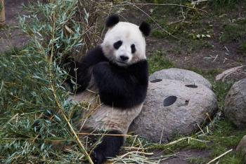 Hoy se conmemora el D&iacute;a Internacional del Oso Panda