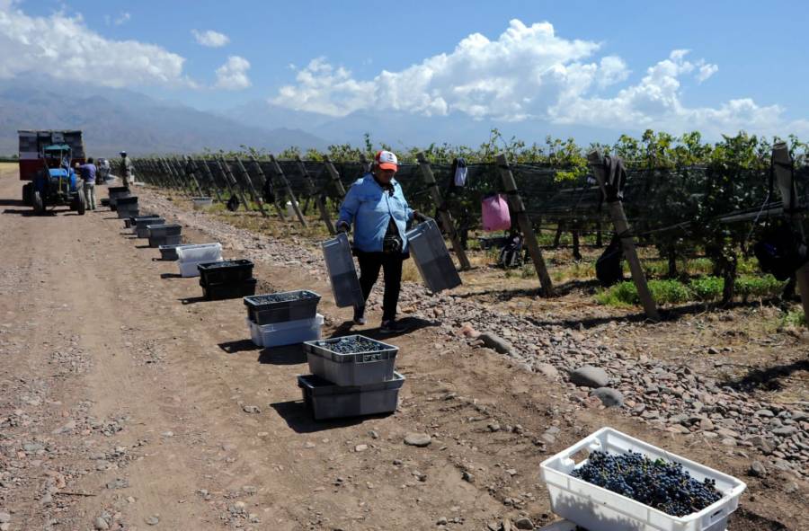 Clima pone en jaque la vendimia en Argentina, la peor en 30 años