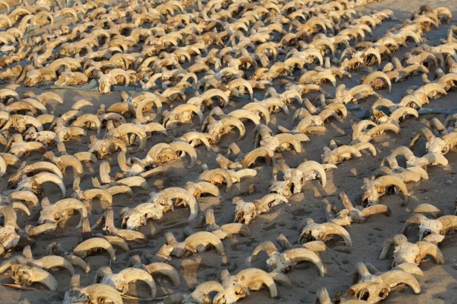 M&aacute;s de 2,000 cabezas de carnero momificadas descubiertas en templo de Rams&eacute;s II en Egipto