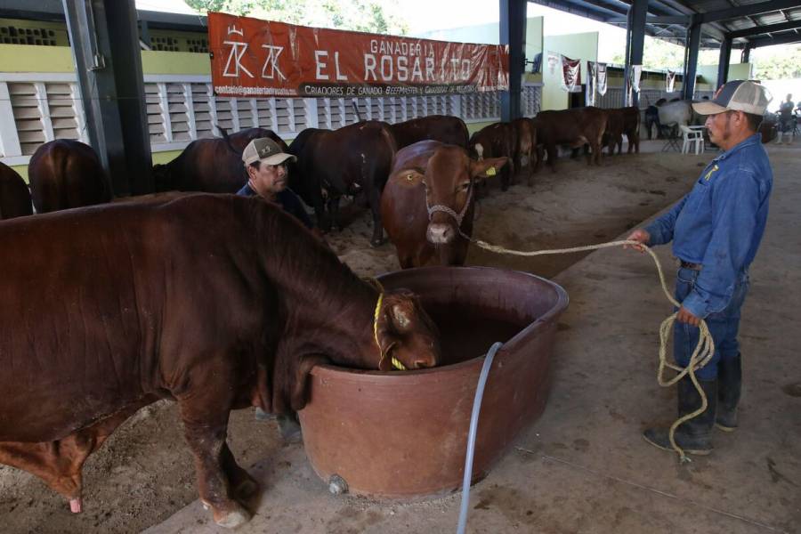 Revisarán 48 Normas Oficiales Mexicanas vinculadas con el sector primario