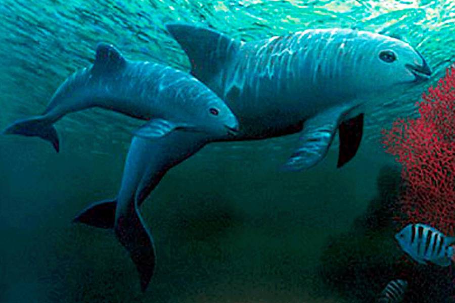 México recibe sanción por no proteger la vaquita marina
