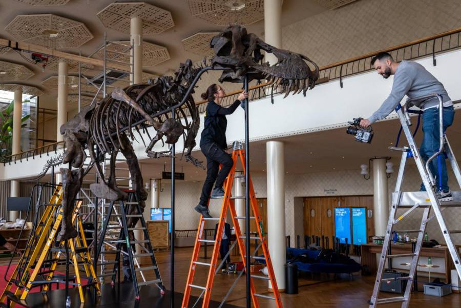 Exponen en Zúrich el esqueleto de un tiranosaurio antes de su subasta