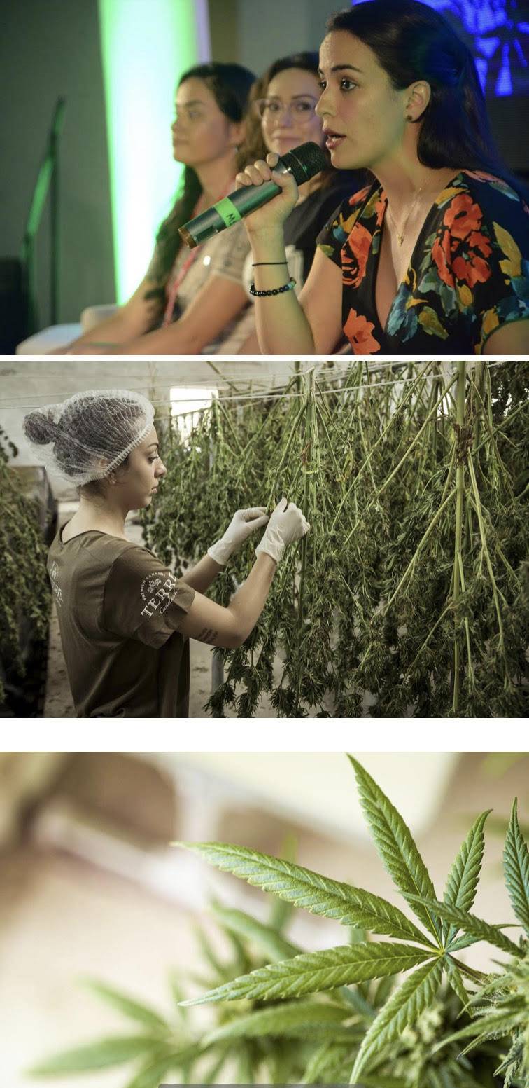 Cannabis, industria en la que las mujeres pueden destacar y fomentar la equidad. Por Lorena Beltrán, directora de CannabiSalud