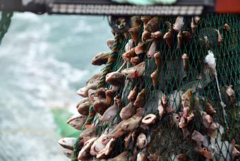 UE no prohibir&aacute; pesca de arrastre a Estados miembros en zonas protegidas