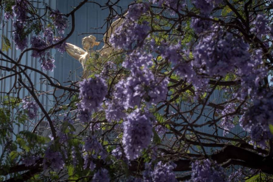 ¿Por qué las jacarandas están floreciendo antes de tiempo en México?