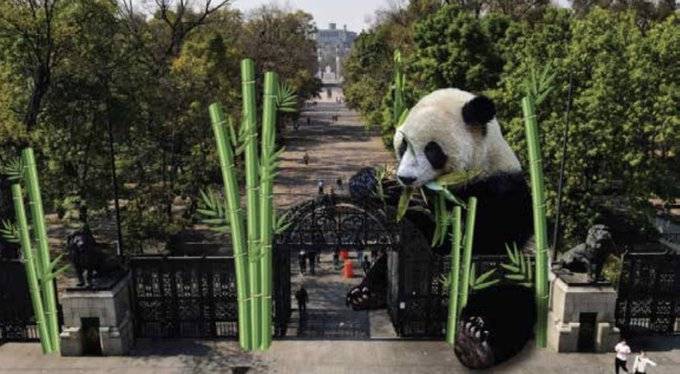 Oso Panda gigante es colocando en Bosque de Chapultepec en CDMX