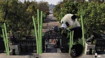 Oso Panda gigante es colocando en Bosque de Chapultepec en CDMX