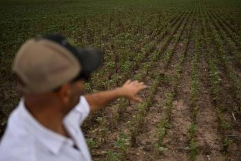Argentina enfrenta pérdidas millonarias en el campo por su peor sequía
