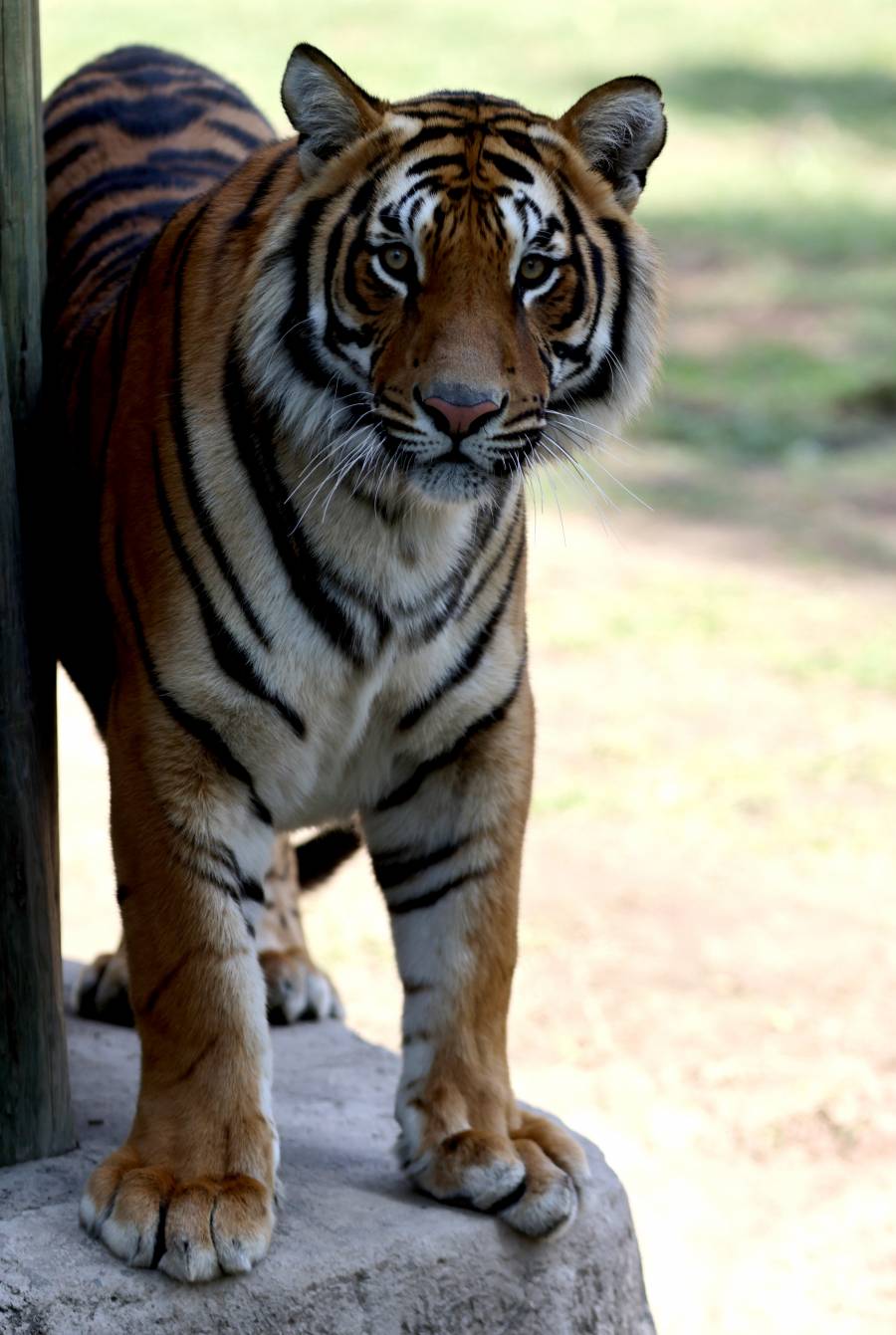 Tigre rescatado en Mazatl&aacute;n no puede regresar a su h&aacute;bitat: est&aacute; totalmente domesticado