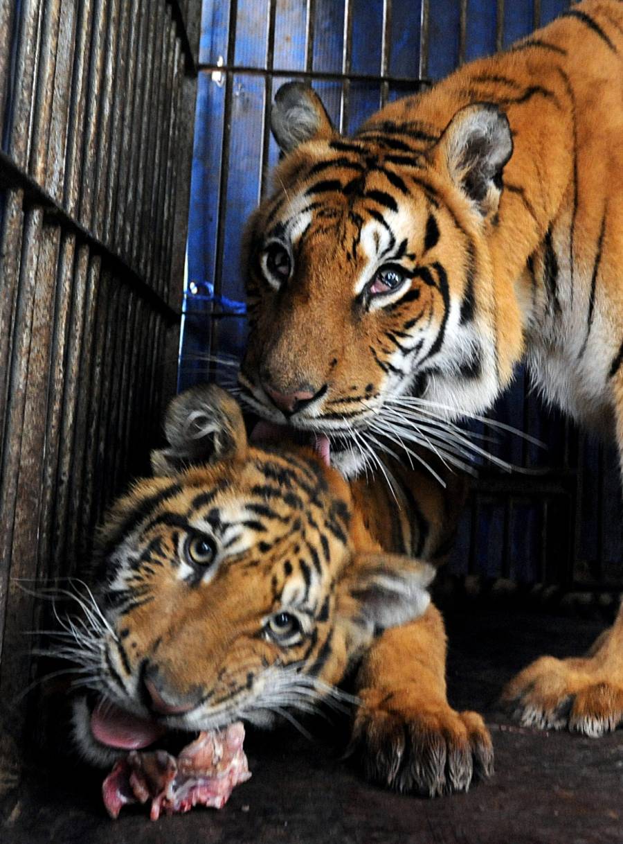 Población de tigres salvajes supera los 3,000 ejemplares en India