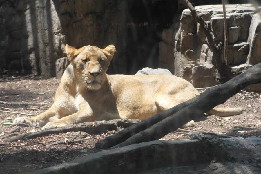 Alika, leona rescatada de un santuario del Ajusco, se recupera en el Zoológico de Chapultepec