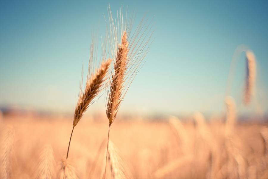 Túnez teme cosecha catastrófica de cereales debido a la sequía