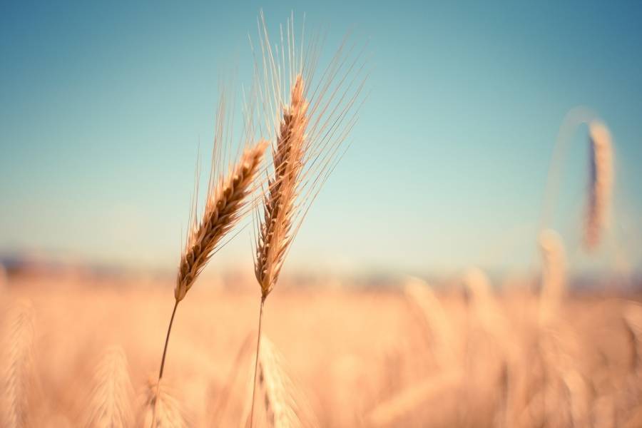 T&uacute;nez teme cosecha catastr&oacute;fica de cereales debido a la sequ&iacute;a