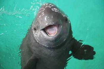 CITES aprueba Plan de Acci&oacute;n de M&eacute;xico para proteger a la Vaquita Marina