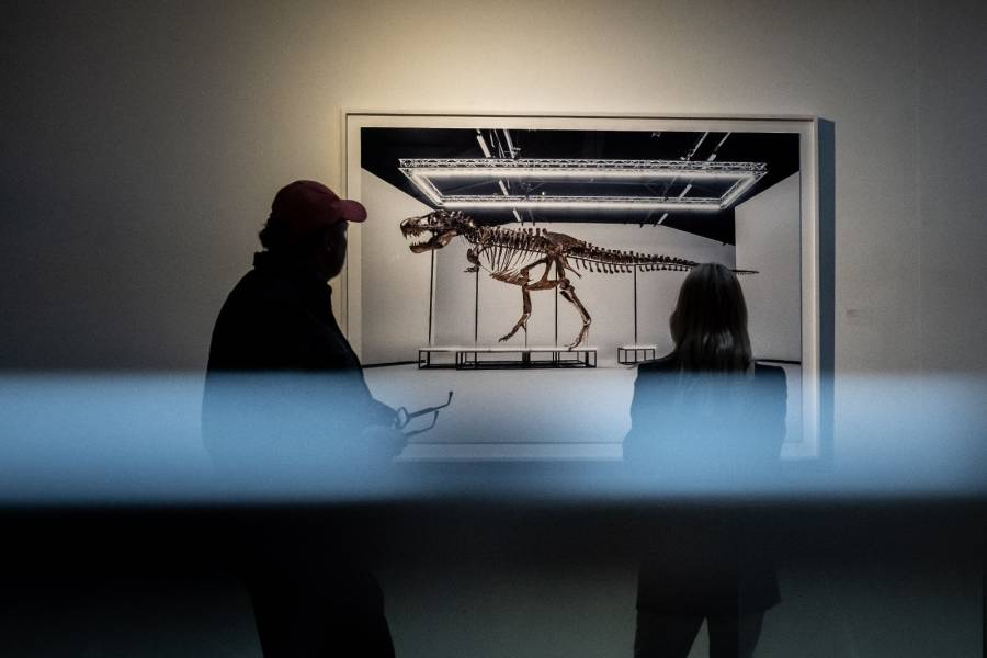Esqueleto de T-Rex ensamblado se vende en subasta por 5,6 millones de euros