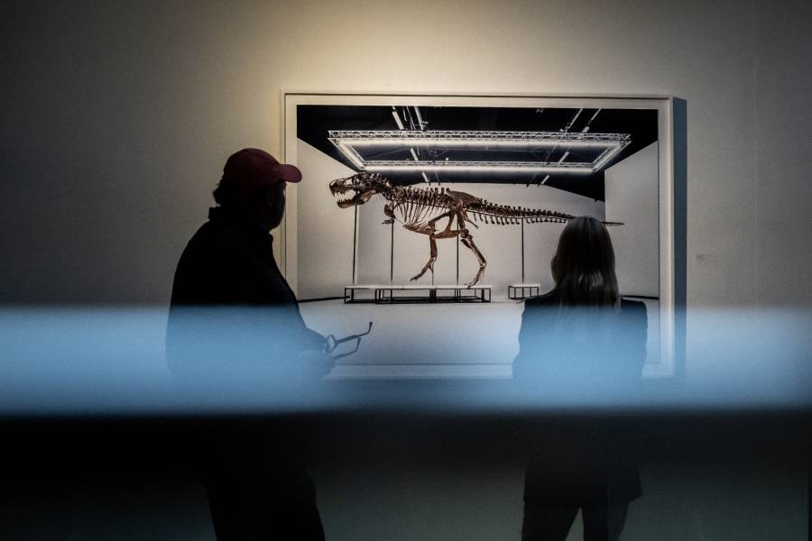 Esqueleto de T-Rex ensamblado se vende en subasta por 5,6 millones de euros