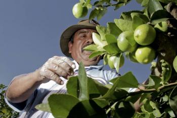 México produce 22.2 millones de toneladas de fruta, uno de los grupos más destacados de la agricultura nacional