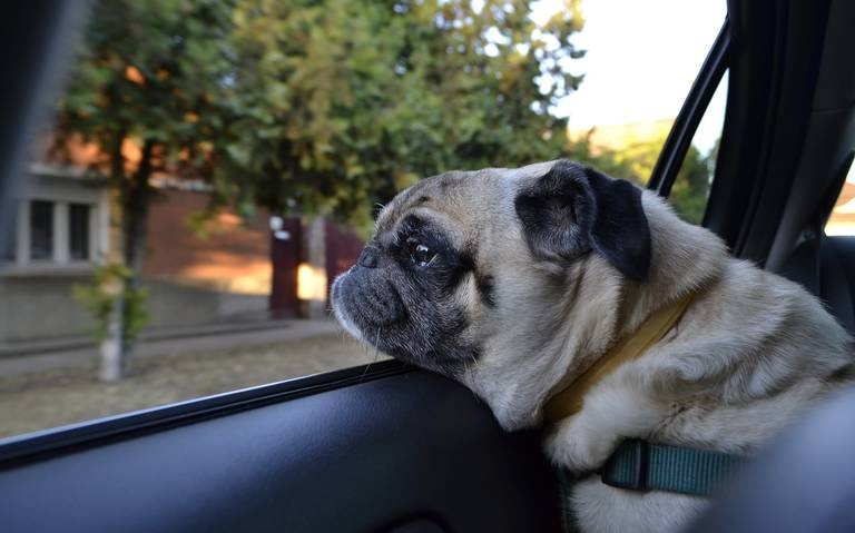 Conoce las multas que puede tener por sacar a tu perrito en auto