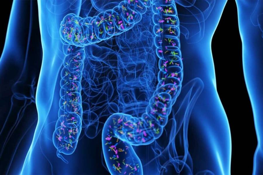 ¿Cómo ayuda el ejercicio a mejorar la flora intestinal?