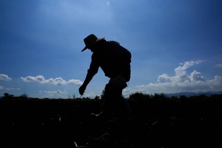 En el norte del estado de México corre peligro siembra de maíz