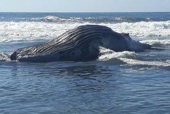 Encuentran muerta una ballena jorobada en playa de Nicaragua