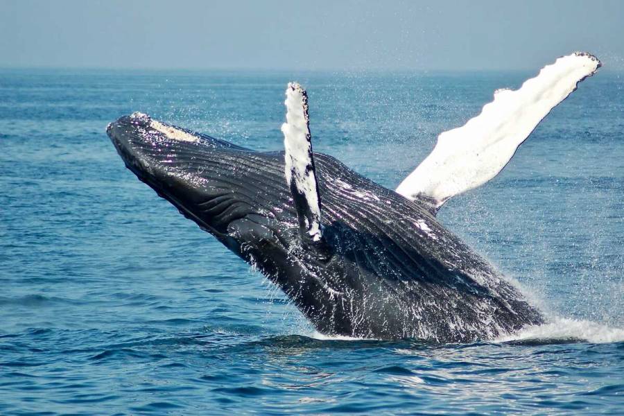 Las ballenas jorobadas: migrantes y mensajeros marinos