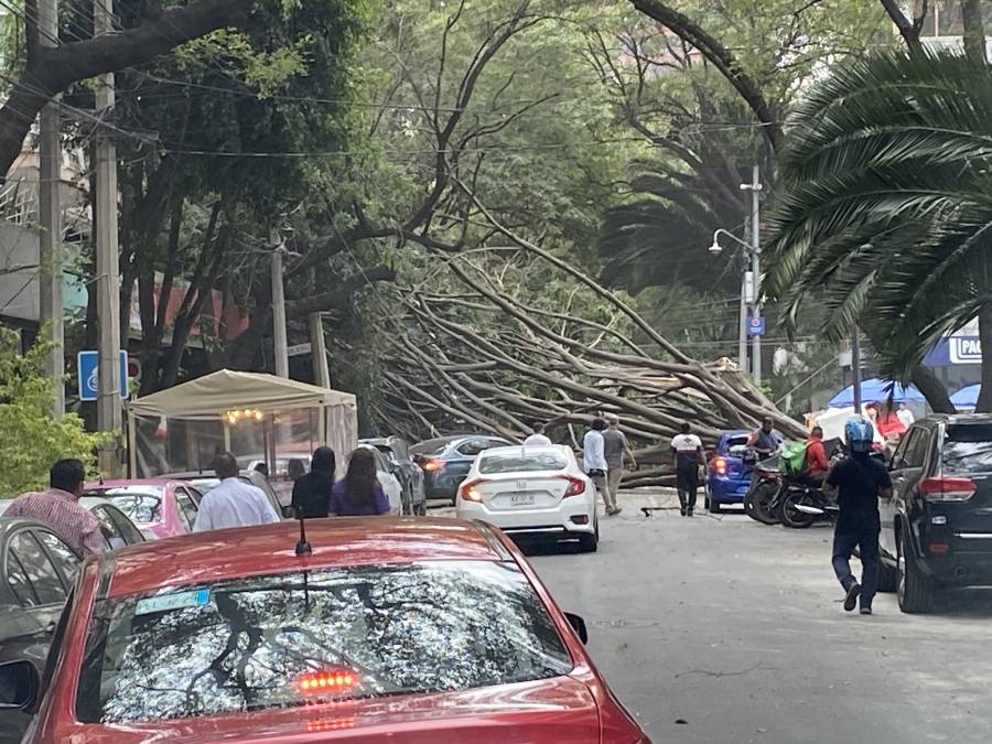 Cae &aacute;rbol de 6 metros de altura en Polanco, no hubo lesionados