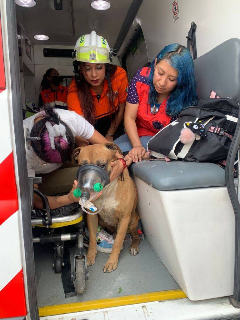 Elementos de rescate de Iztapalapa trabajan para sacar a lomitos atrapados durante explosión