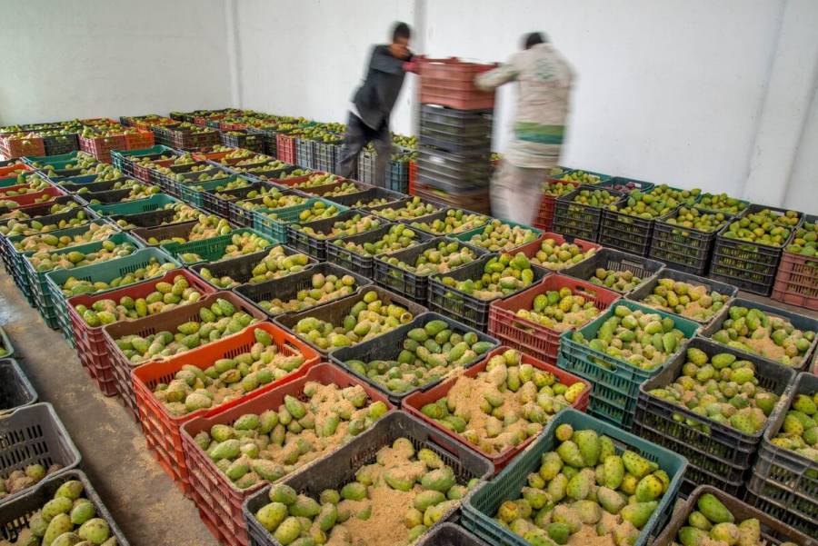 Exportaciones agropecuarias y pesqueras crecen 8.1% en primer trimestre