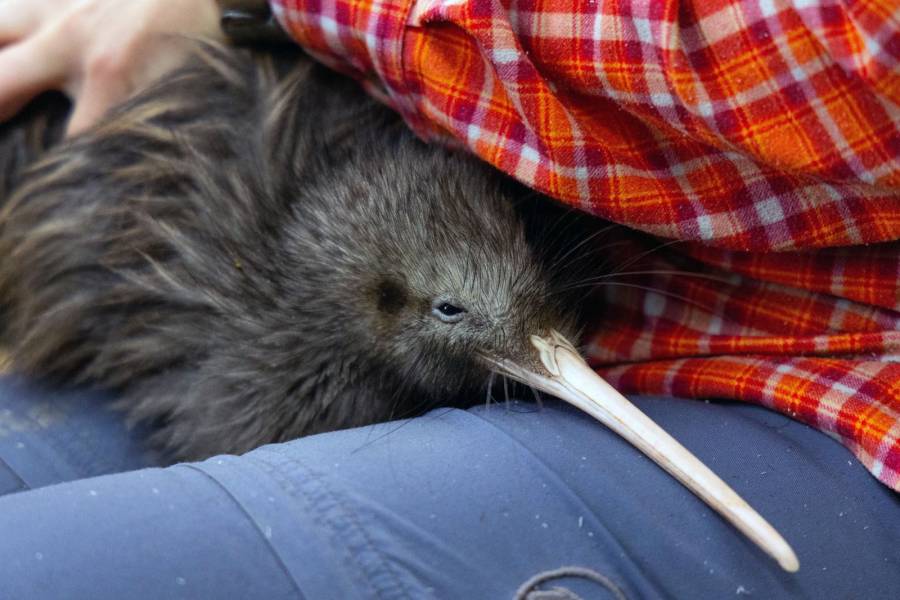 Nueva Zelanda se moviliza para salvar a su icónica ave, el kiwi