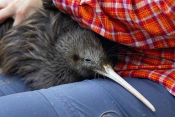 Nueva Zelanda se moviliza para salvar a su ic&oacute;nica ave, el kiwi