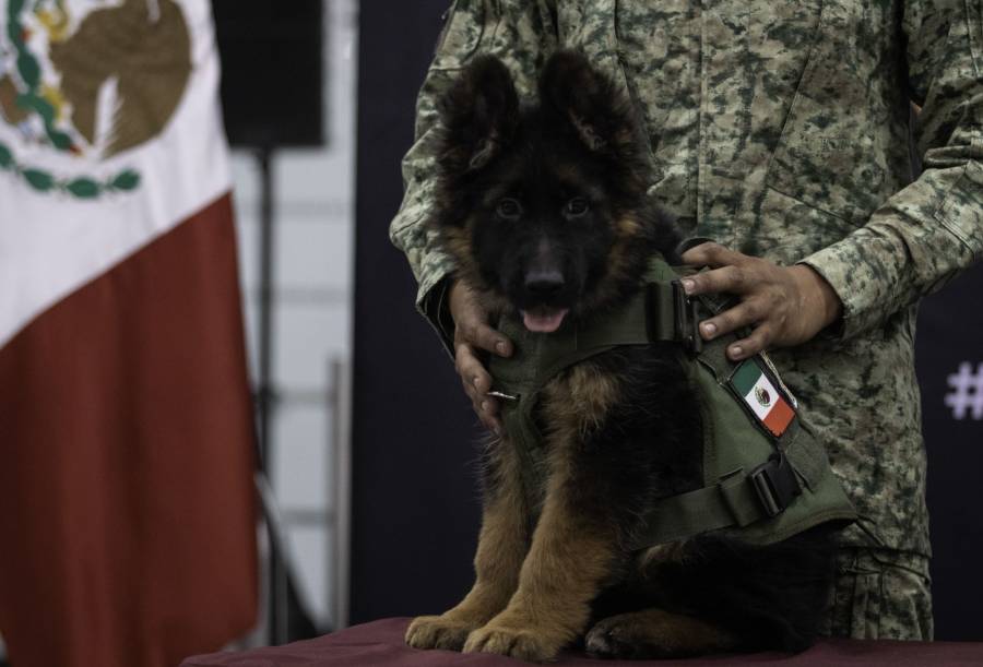 Llega a M&eacute;xico cachorro rescatista donado por Turqu&iacute;a tras muerte de “Proteo”