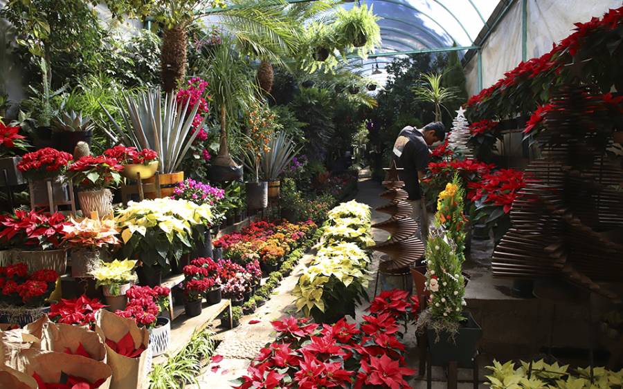 Presenta Viveros de Coyoac&aacute;n exposici&oacute;n de “Floricultura y Viverismo”, por sus 60 a&ntilde;os