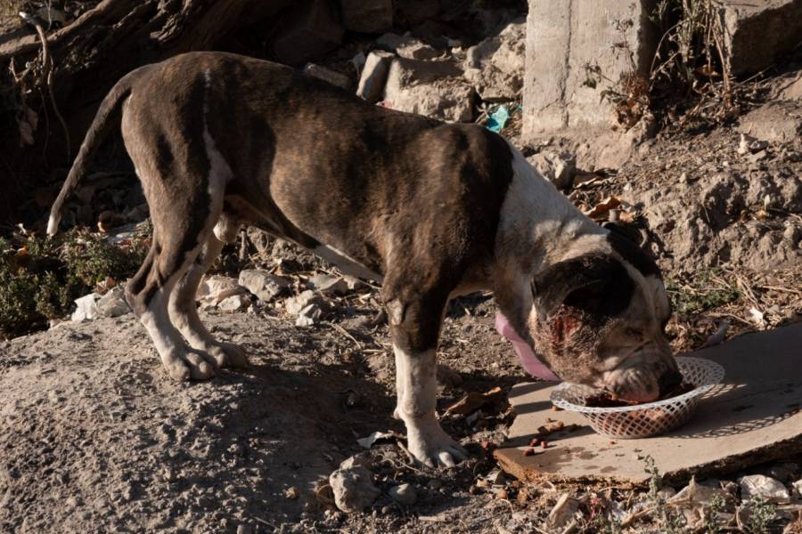 México segundo país de LATAM con mayor índice de perros abandonados, señala World Animal Protection