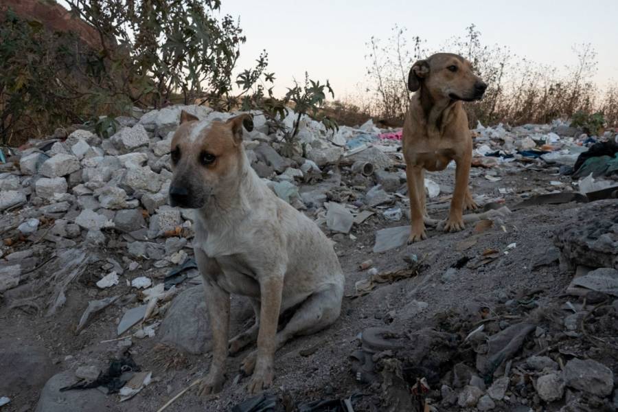 Convocan a marcha en Pachuca luego de que 30 perritos murieron tras ser envenenados