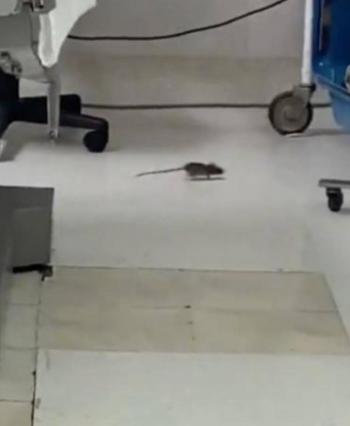 Ratas en quir&oacute;fano del ISSSTE, reportan trabajadores por medio de redes sociales