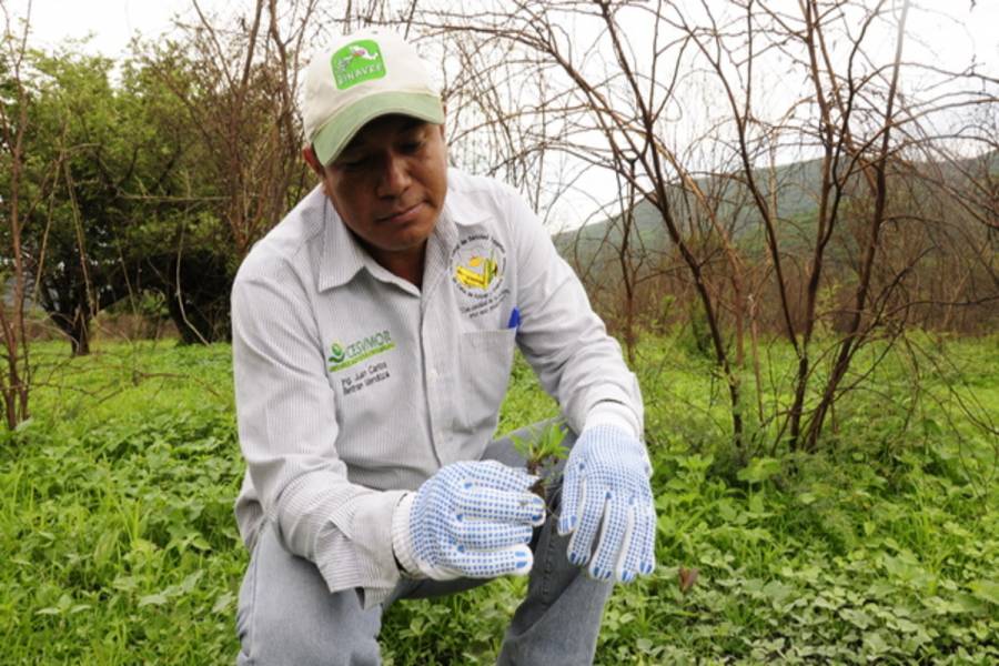 Agricultura convoca a postular candidatos al Premio Nacional de Sanidad Vegetal 2023