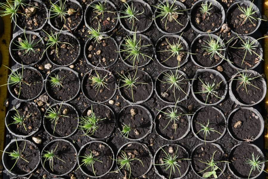 Vivero Did&aacute;ctico Municipal; Apuestan por turismo ecol&oacute;gico en Tampico
