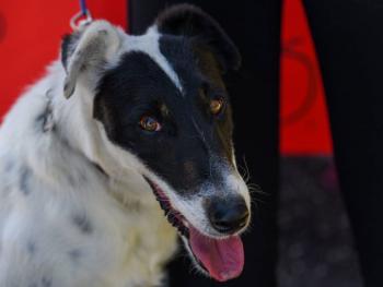 Cuidado y protecci&oacute;n de nuestras mascotas durante la ca&iacute;da de ceniza volc&aacute;nica