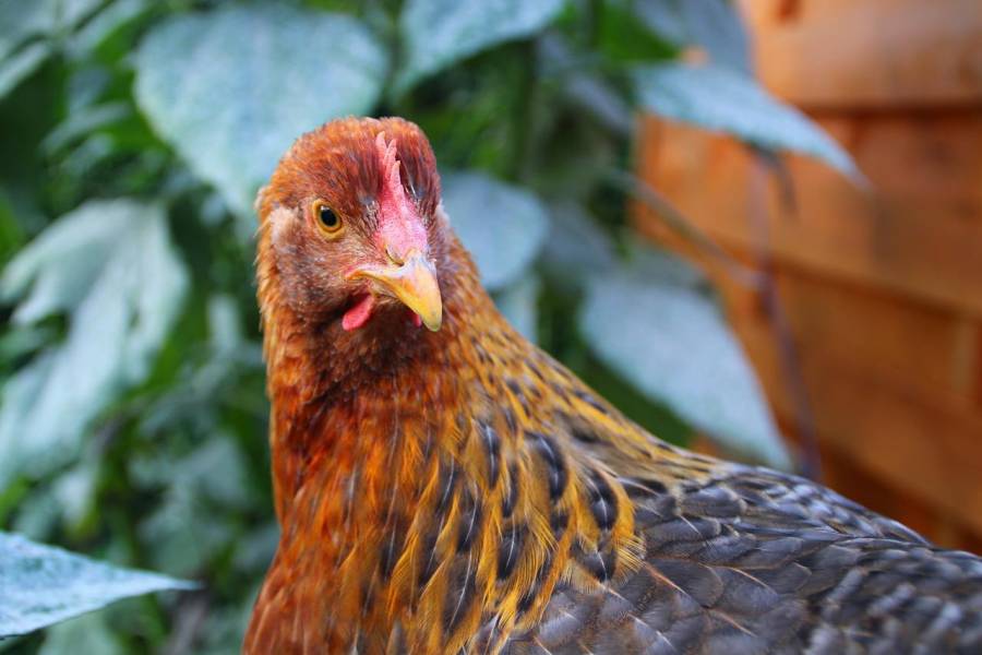 Vacunas probadas en patos de Francia contra gripe aviar son 