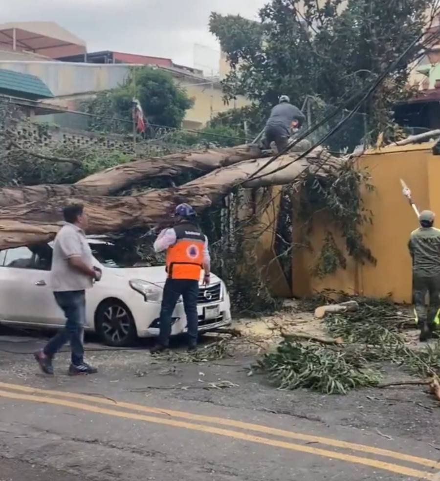 Se desploma otro árbol en la Benito Juárez