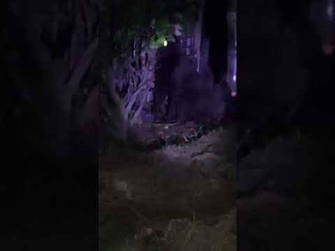 Alertan por gorila extraviado en Hidalgo