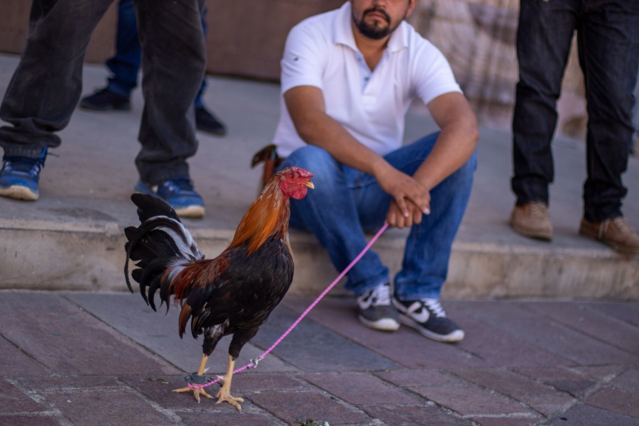 Protesta en el Zócalo por posible prohibición de espectáculo con aves de combate