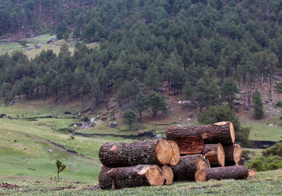 Tala ilegal y desarrollo inmobiliario amenazan el Gran Bosque de Agua