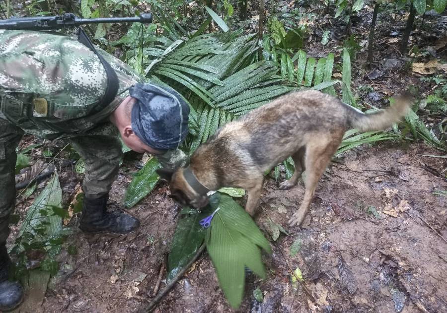 Todavía se busca a Wilson, el valiente perrito rastreador que participó en el rescate de los niños perdidos en la selva de Colombia