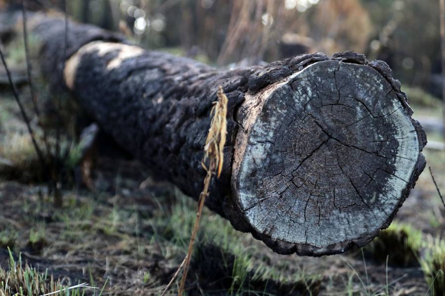 Tala clandestina sin control: La devastación de los bosques de Tlalpan continúa