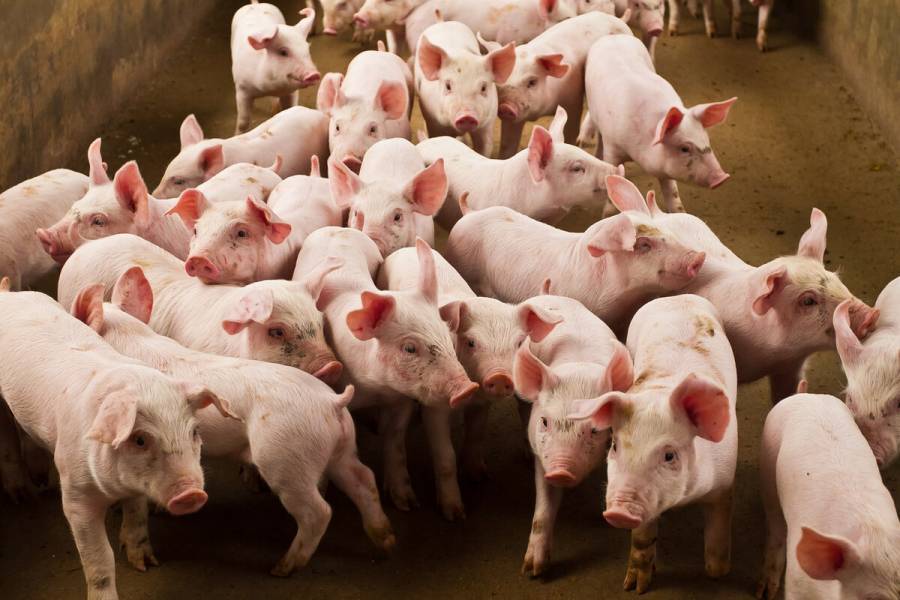México y Dinamarca establecen cooperación estratégica en materia porcícola