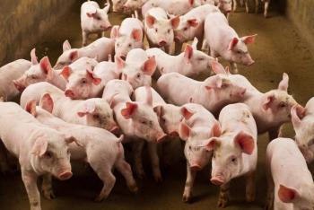 M&eacute;xico y Dinamarca establecen cooperaci&oacute;n estrat&eacute;gica en materia porc&iacute;cola