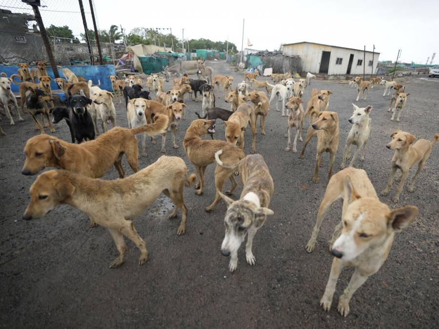 Diputado Jesús Sesma señaló que la CDMX ha avanzado en cuanto a derechos animales